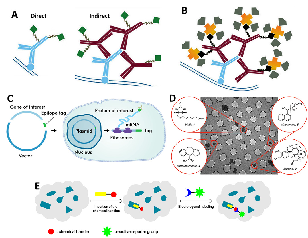 R single-molecule-labels-1.jpg