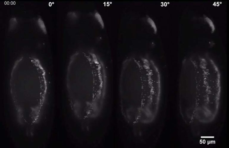 Light-Sheet-Microscopy-High-Content-Imaging-Univ-Toronto-fig1-768x495.jpg