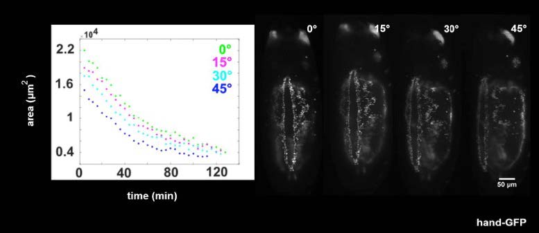 Light-Sheet-Microscopy-High-Content-Imaging-Univ-Toronto-fig2.jpg