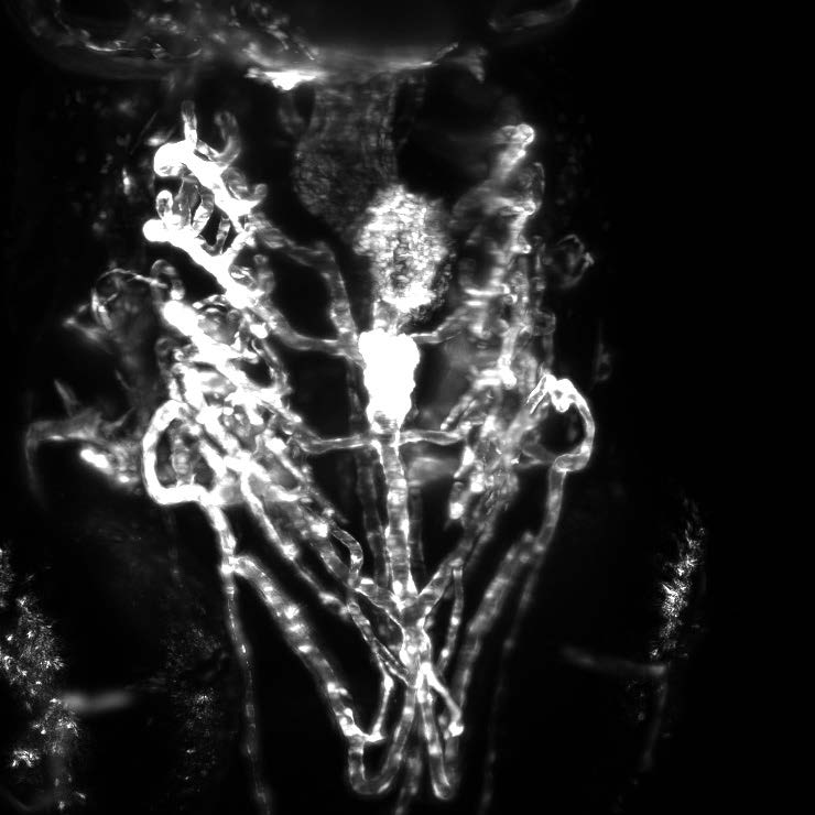 Light-Sheet-Microscopy-Univ-London.jpg