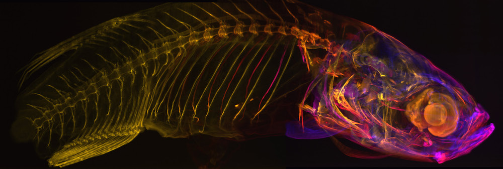 Light-Sheet-Microscopy-Morgridge-Institute.png