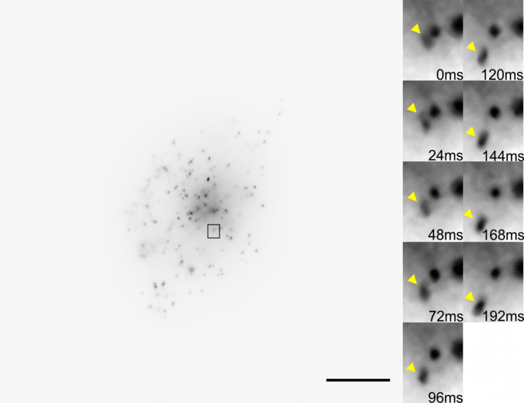 Live Cell Organelle Transport Dynamics_images-1.png