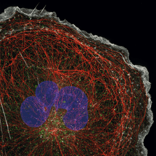 Maximizing Data Throughput in Spinning Disk Confocal_image_2.png