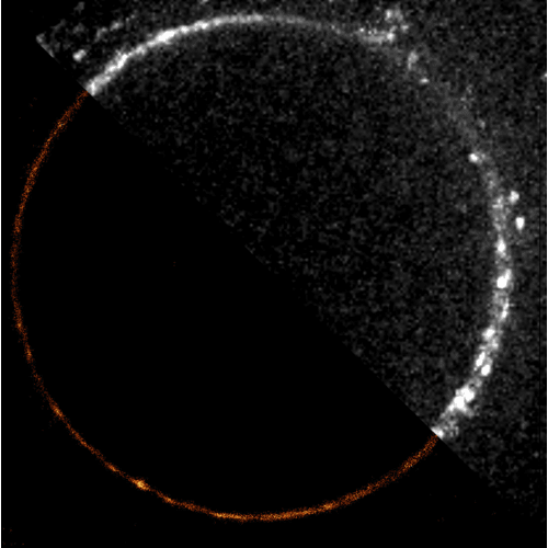 Mechanosensitive dSTORM Imaging-image_1.png