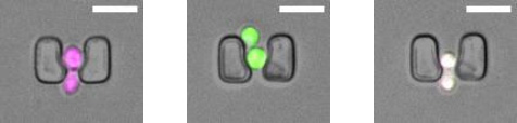 Microfluidic Live Yeast Imaging-image_2.jpg