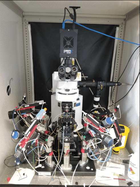 Multi-Patch Clamp Electrophysiology_image_01.png