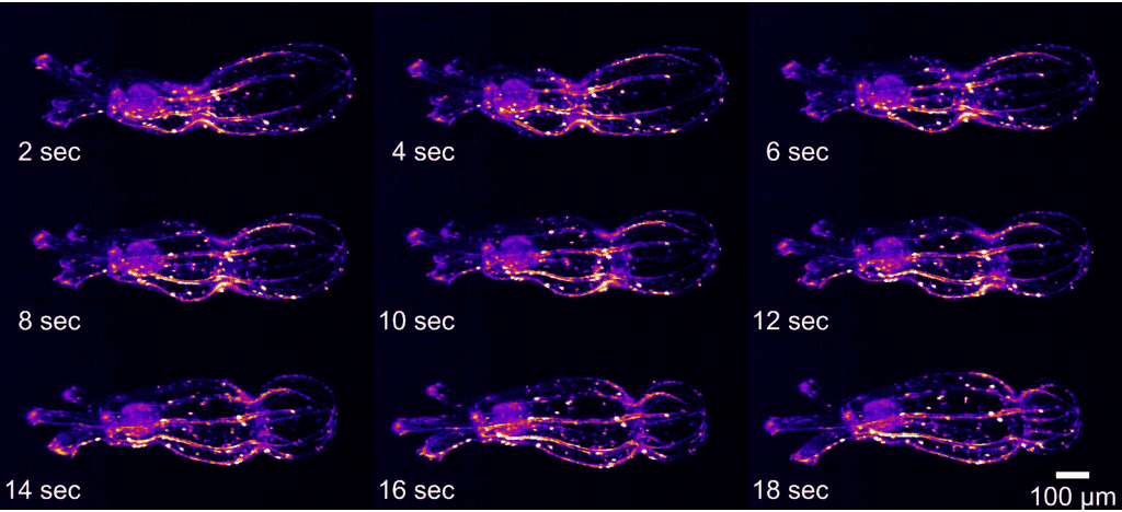 Nematostella OPM Light Sheet_image_02.png