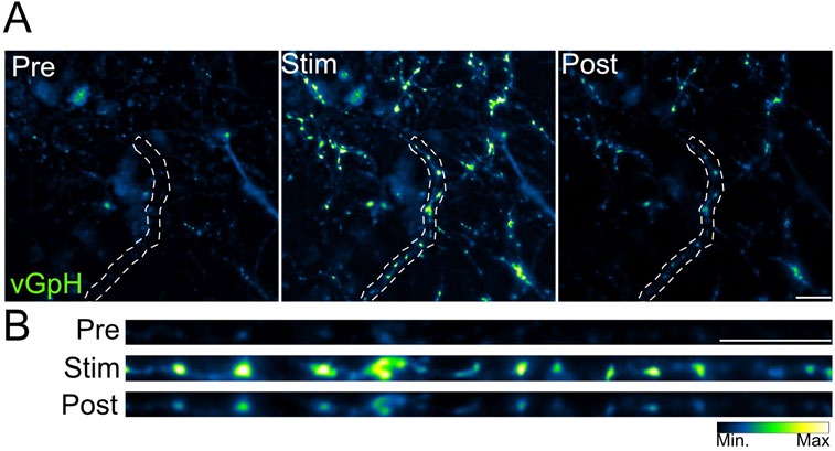 Neuroscience-Calcium-Imaging-U-Michigan.jpg