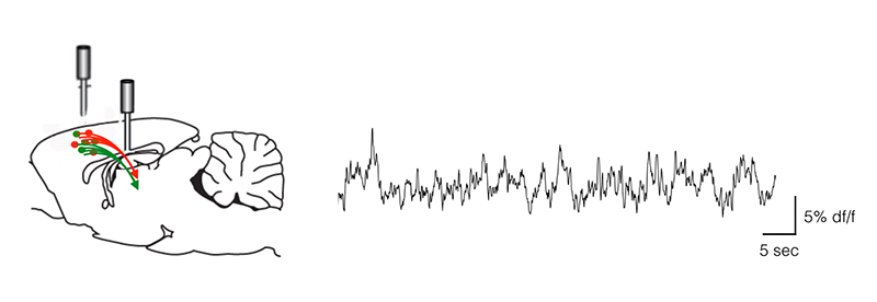 Optical Fiber Photometry_images_1.jpg