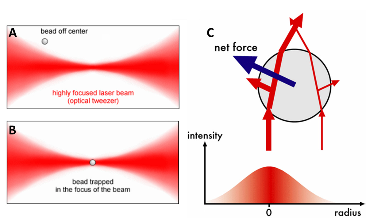 ROptical-Tweezer.jpg