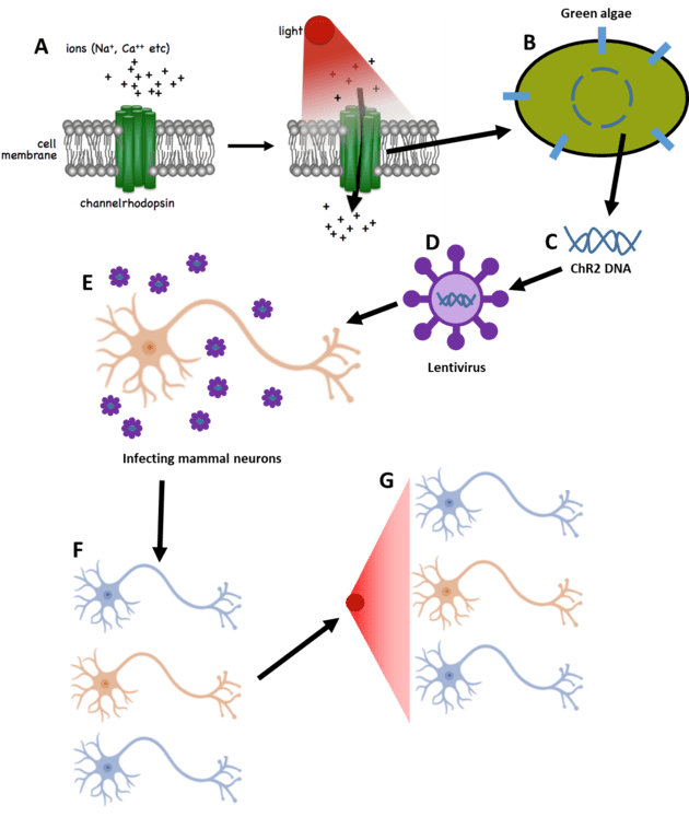 Optogenetics_image_02.png