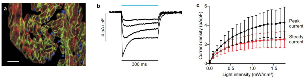 Optogenetics_results_image_03.png