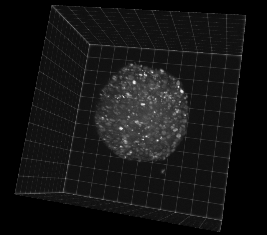 Organoid Light Sheet Imaging image-1.png