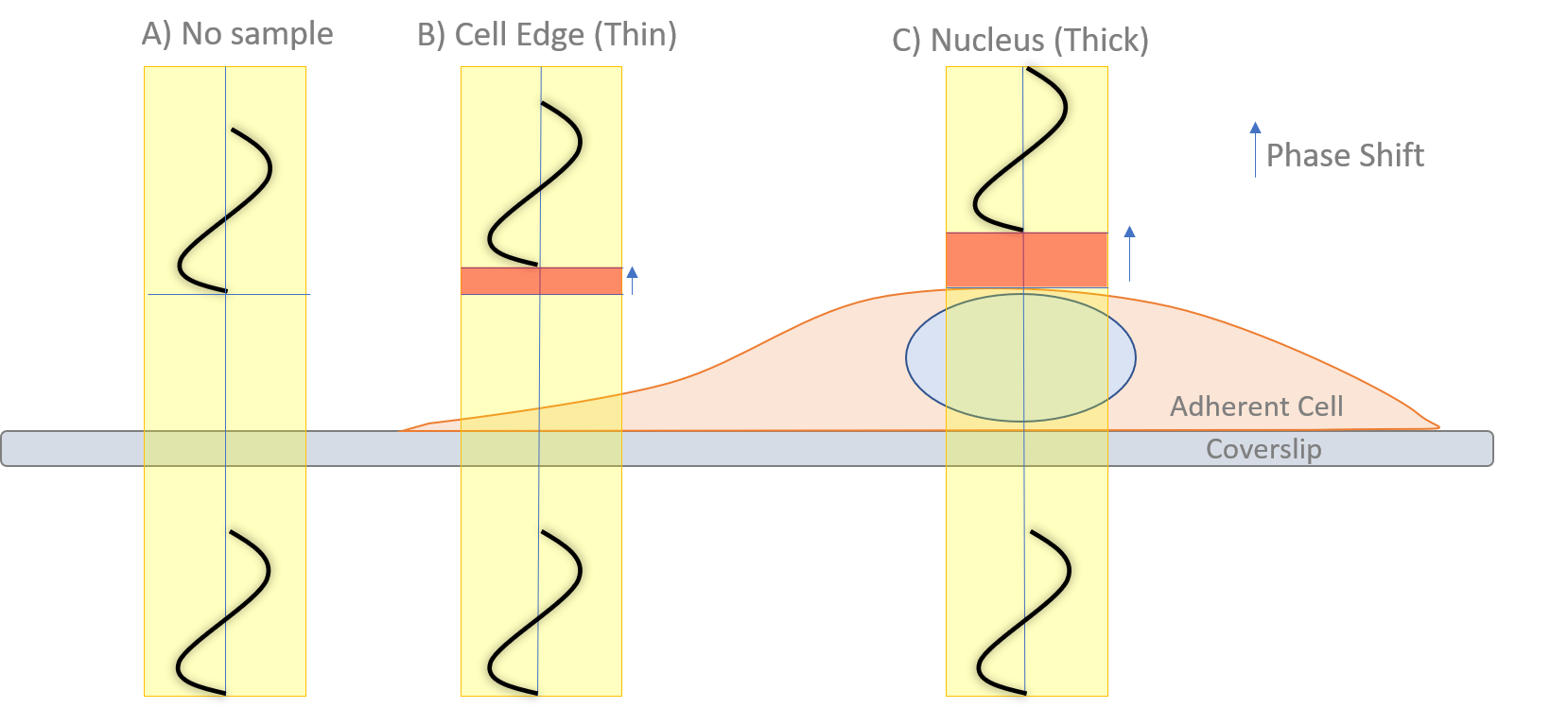 Phase-Contrast Microscopy_image_02.png