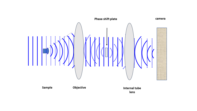 Phase-Contrast Microscopy_image_03.png