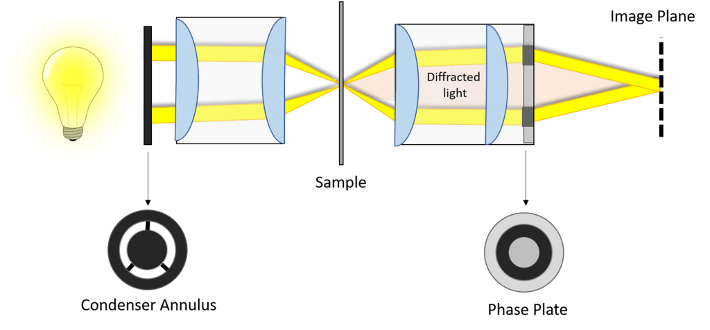 Phase-Contrast Microscopy_image_04.png