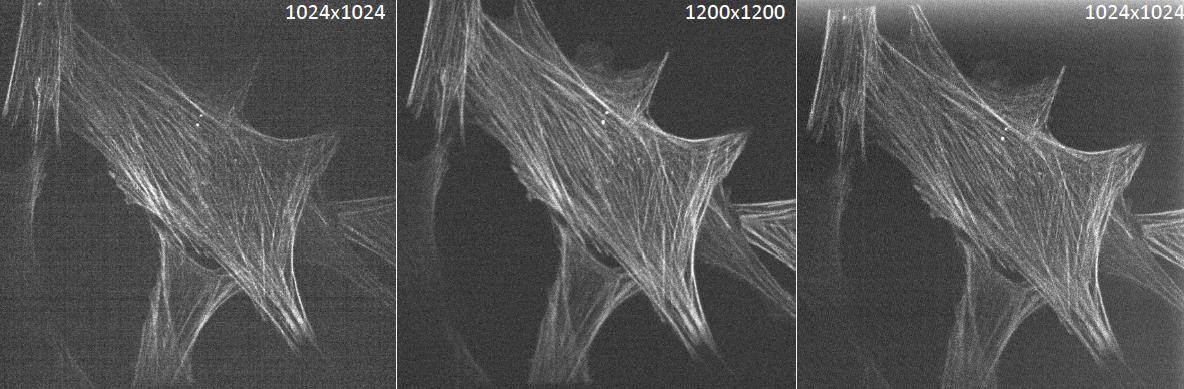 Prime-95B-Spinning-Disk-Confocal-TechNote_3.png