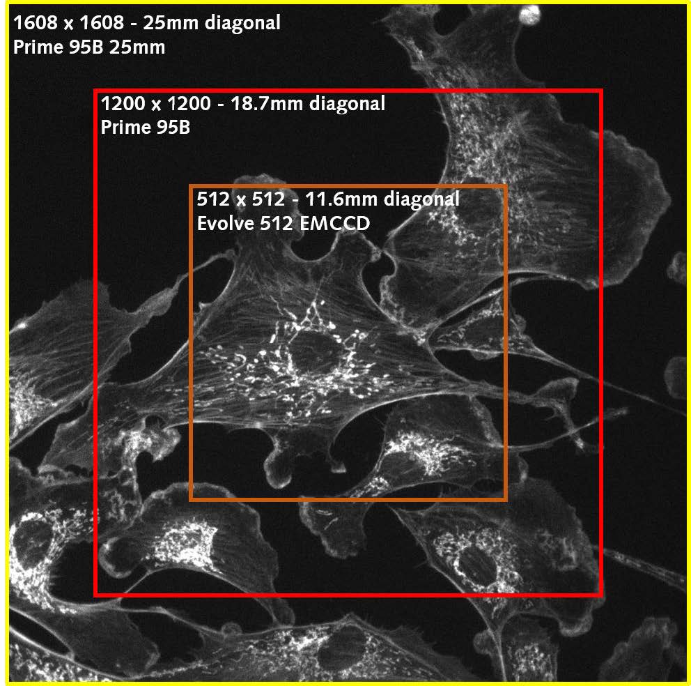 Prime-95B-Spinning-Disk-Confocal-TechNote_4.png