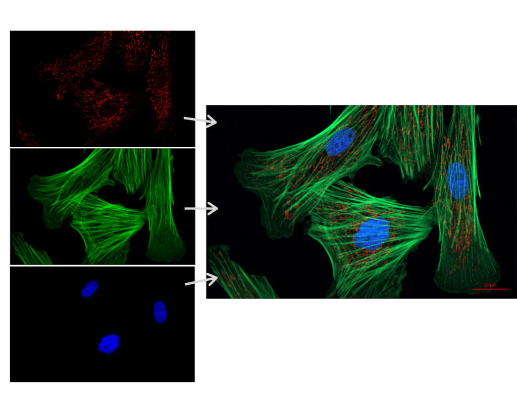 Simplifying Fluorescence Image Capture_image_1.png