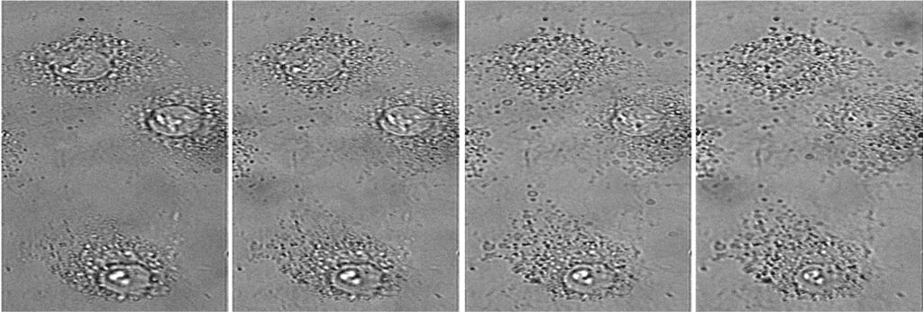 Simultaneous Multiplane Phase Imaging_1.png