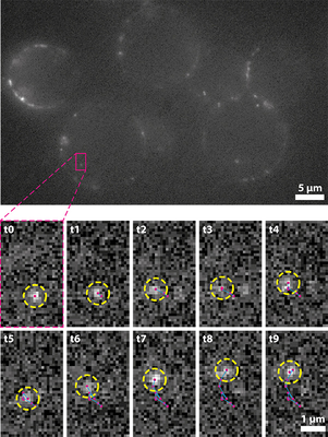 Single-Molecule-Fluorescence-Imaging-Cambridge (1).jpg