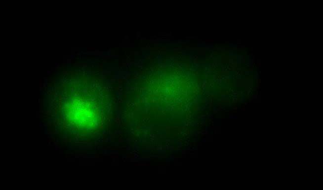 Single-Molecule-Microscopy-UofYork.jpg