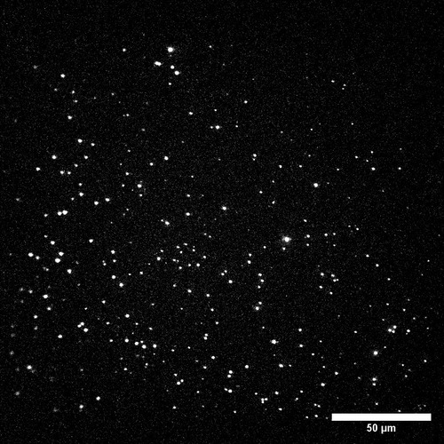 Single-Molecule-Imaging-Leiden-University.jpg