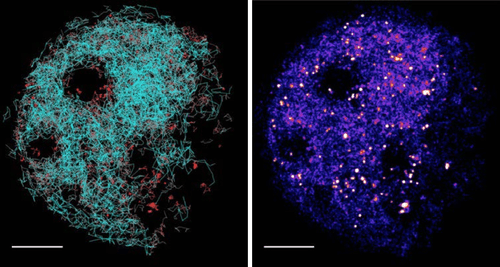 Single Molecule Tracking PALM_images-1.png