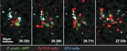 Customer-Ref-Spinning-Disk-Confocal-Johns-Hopkins.png