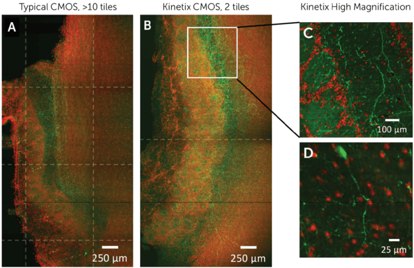 Super-Resolution Expansion Light Sheet image1.png