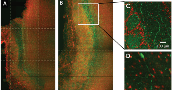 article primary image