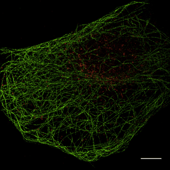 Super Resolution Microscopy (SIM)_images-1.png