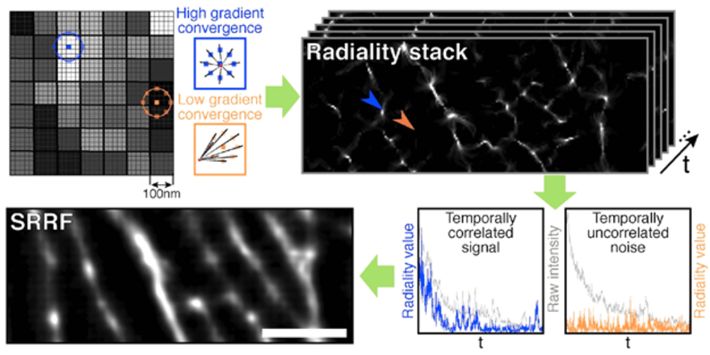 Super-Resolution Radial Fluctuations (SRRF)_image_2.png