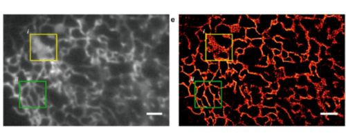 Super-Resolution Single Molecule Localization_images-1.png