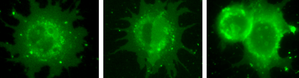 Super-Resolution Standing Wave Microscopy_images-1.png