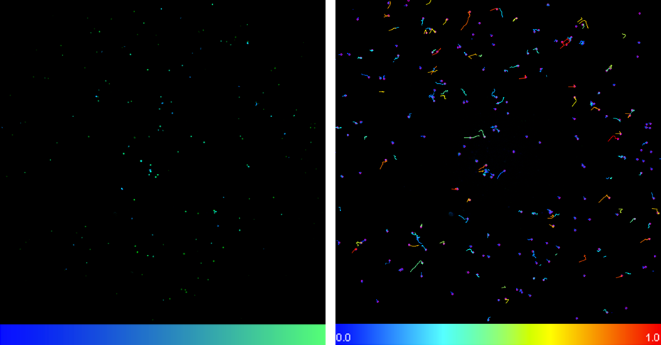 T Cell Calcium Imaging_images-1.png