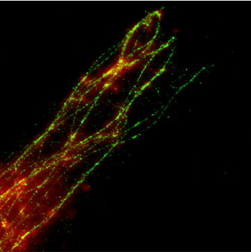 The Importance Of Camera Sensitivity In Low Light Biological Imaging_image_1.png