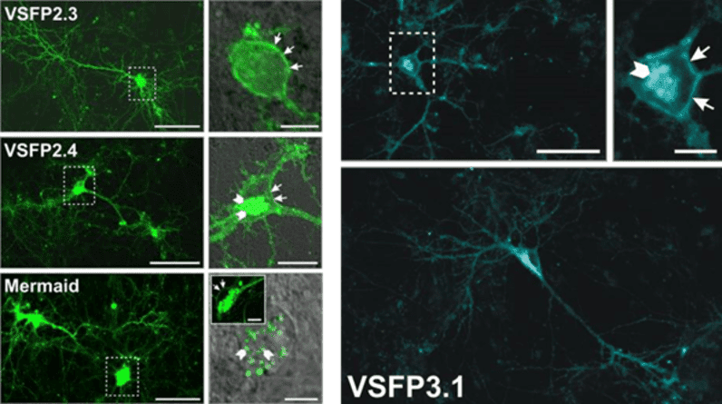 Voltage Imaging_image_02.png