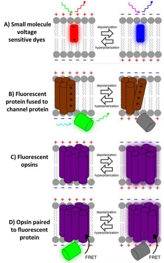 Voltage Imaging_image_03.png