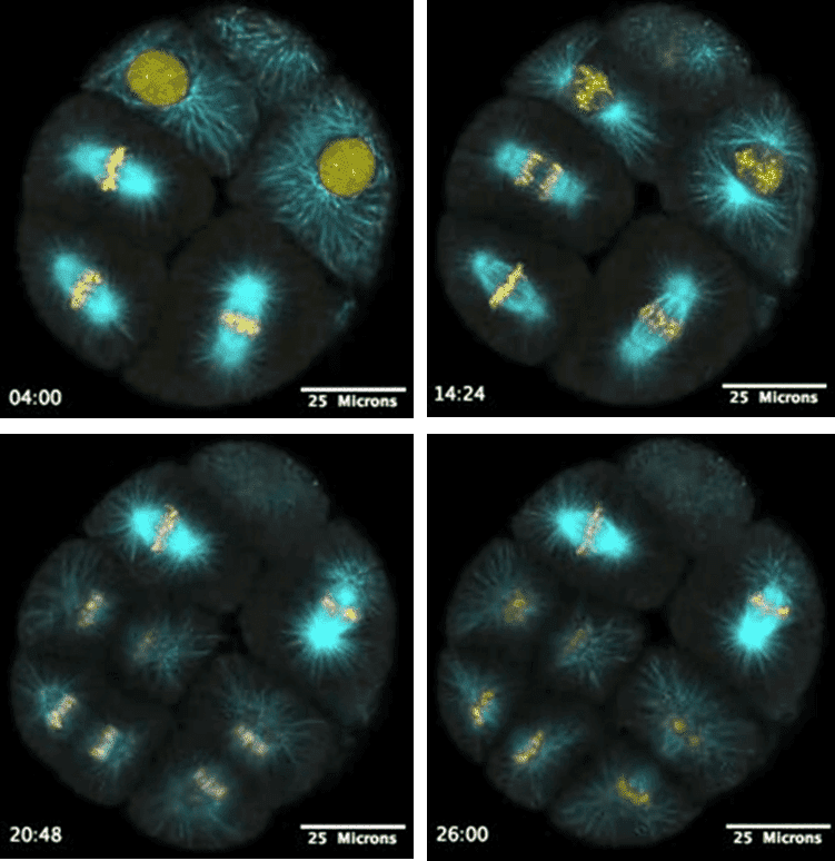 Live_fluorescence_imaging_3.png