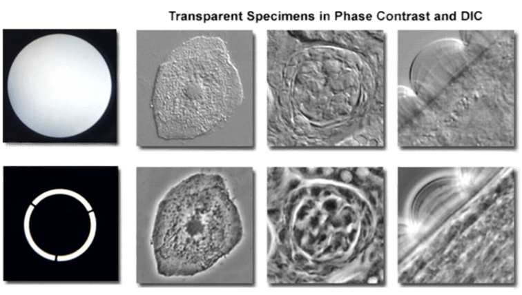 What Is Live Cell Imaging? | Teledyne Vision Solutions