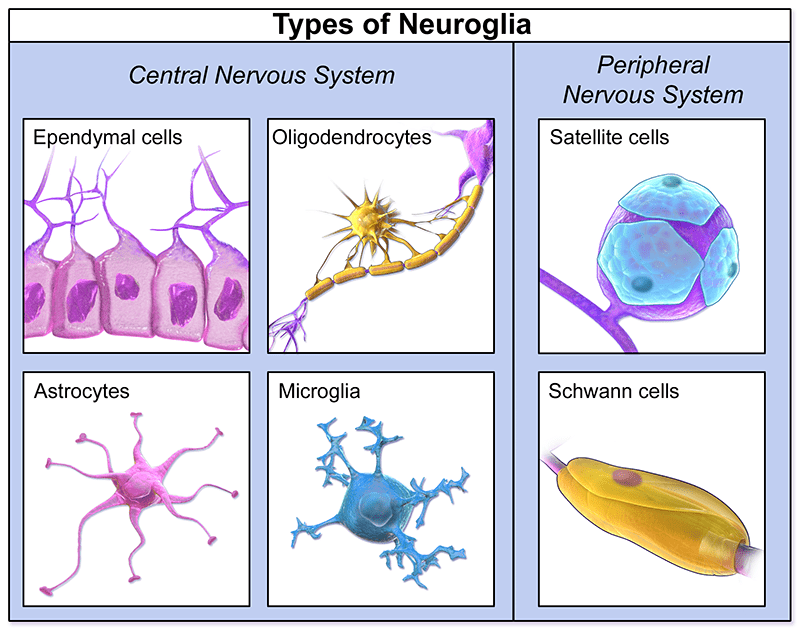 What Is Neuroscience_image_02.png