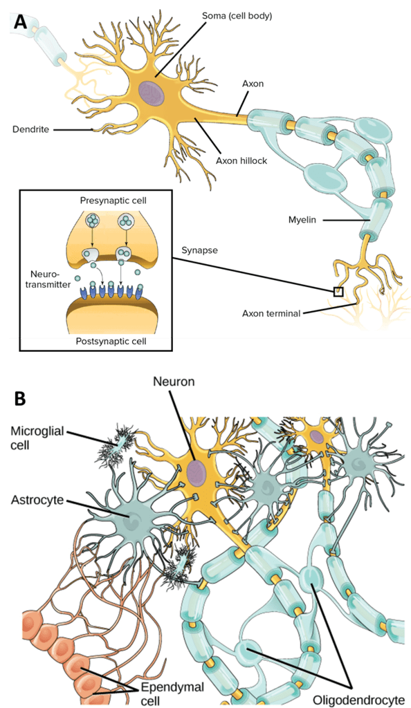 What Is Neuroscience_image_03.png