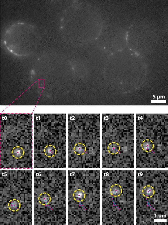 R Single-molecule-imaging-1.jpg