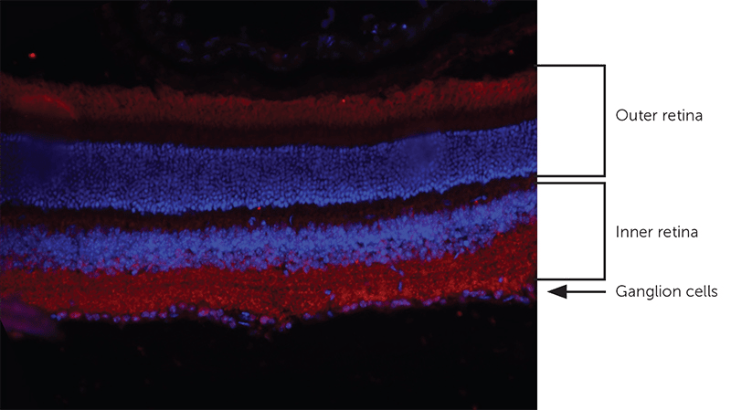 Widefield Fluorescence Microscopy_image_1.png