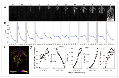 Characterization of Soil-Grown Root Systems_images-2.png