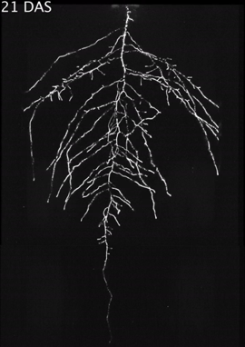 Characterization of Soil-Grown Root Systems_images-3.png