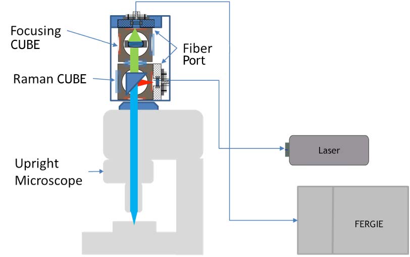 AppNote_ConfocalRamanMicroscopyBioTissues-1.png