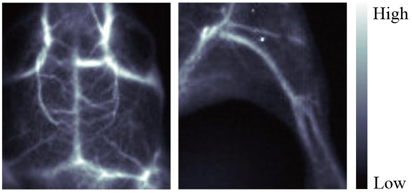 Deep Penetration In Vivo Imaging in NIR-II-images-1.jpg