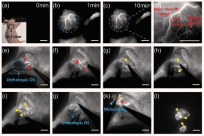 In Vivo Fluorescence Imaging-3.png